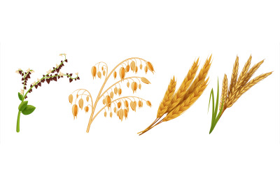 Realistic cereals. Oat wheat rice and barley ears, 3D agricultural hea