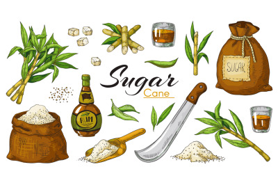 Hand drawn sugarcane and rum. Colored vintage alcoholic beverages and