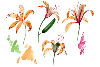Orange spotted lily watercolor png