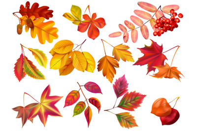 Autumn leaf. Maple fall leaves, fallen foliage and autumnal nature lea