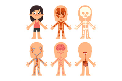 Cartoon girl body anatomy. Woman veins, organs and nervous system biol