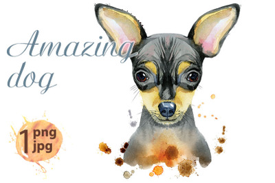 Watercolor portrait of toy terrier