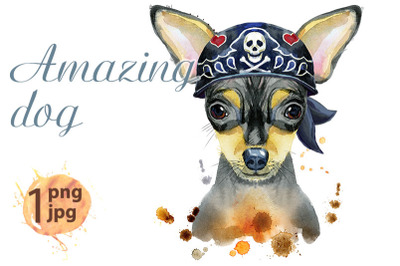 Watercolor portrait of toy terrier wearing biker bandana