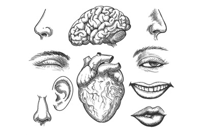 Human face and organs