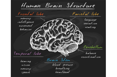 Biology human brain structure on chalkboard