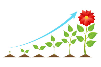 Growing stages cycle