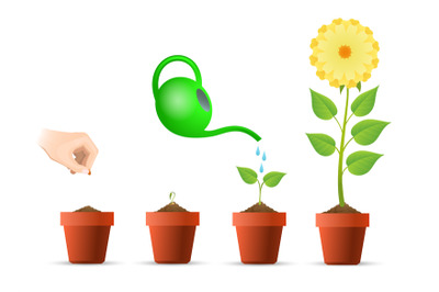 Plant growing stages in pot