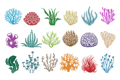 Seaweeds and corals on white