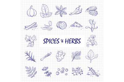 Hand drawn spices and herbs big set on notebook page