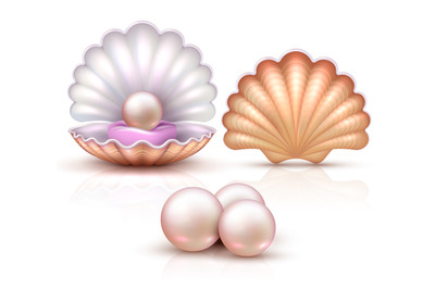 Opened and closed seashells with pearls isolated. Shellfish vector ill