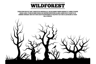 Black wild old forest landscape background