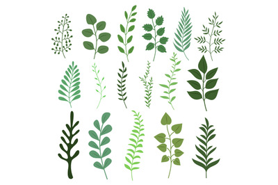 Plant branch with green garden leaves vector set