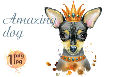 Watercolor portrait of toy terrier with crown on his head