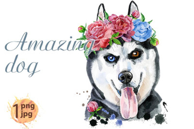 Watercolor portrait of husky with wreath of flowers