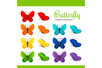 Colorful butterfly collection