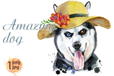 Watercolor portrait of husky with summer hat with freesia