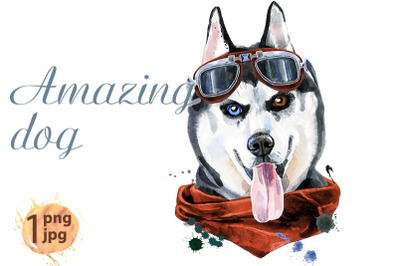 Watercolor portrait of husky with kerchief and glasses