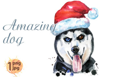 Watercolor portrait of husky with Santa hat