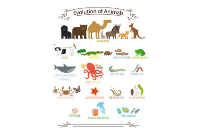 Biological evolution animals