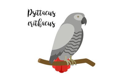 Grey tropical psittacus erithacus parrot bird