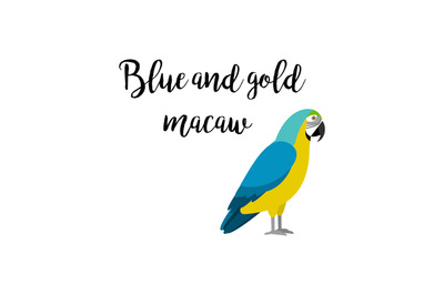 Blue and gold macaw parrot bird