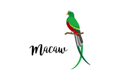 Exotic tropical macaw bird