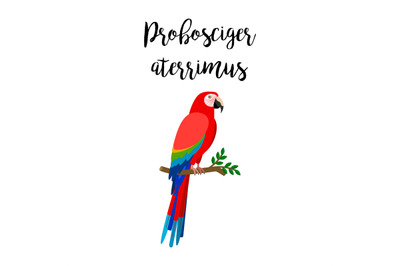 Exotic tropical probosciger aterrimus bird