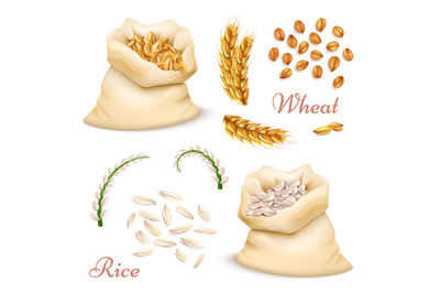 Agricultural cereals - wheat and rice isolated on white background. Ve