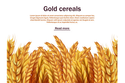 Realistic cereals vector background template. Ears of rye, wheat, barl