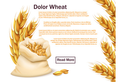 Realistic wheat, grains and ears isolated on white background