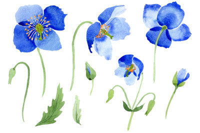 Ultramarine Poppies blue flower watercolor png