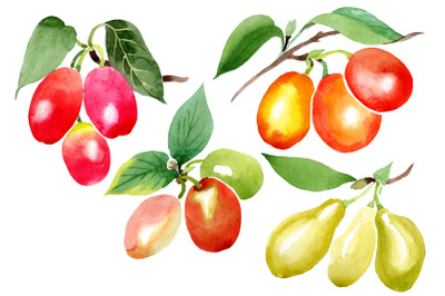 Yellow dogwood Watercolor png