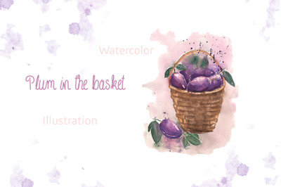 Watercolor  Plum in the basket illustration