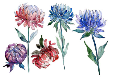 Aster flowers Strength of feelings watercolor png