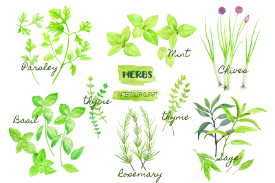 Watercolor Clipart Herb Collection