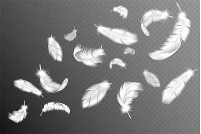 Flying feathers. Falling twirled fluffy realistic white swan, dove or