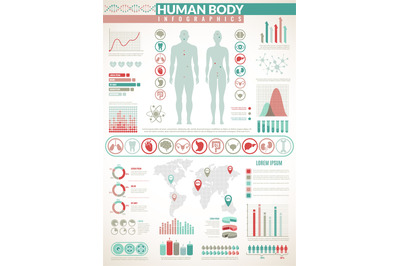 Body infographics. Human health medical vector anatomy infographic wit