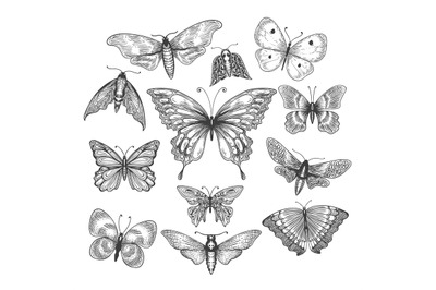 Butterfly&2C; mariposa sketch