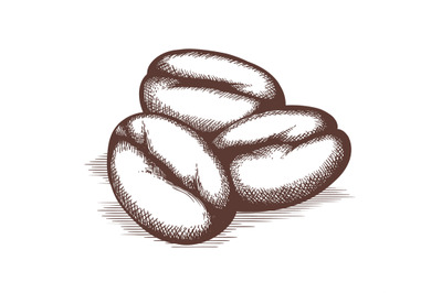 Coffee beans sketch