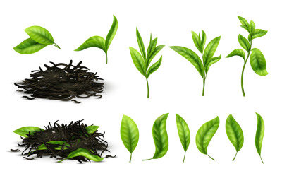 Close up realistic tea dried herbs and greens tea leaves isolated vect