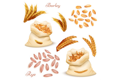 Agricultural cereals - barley and rye vector set. Realistic grains and