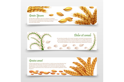 Agricultural cereals banners template. Realistic grains and ears of ri