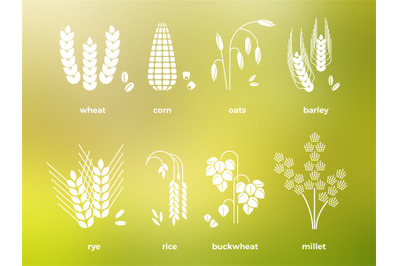 White cereal grains icons. rice, wheat, corn, oats, rye, barley