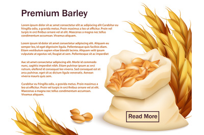 Realistic barley, ears and grains isolated on white background. Premiu