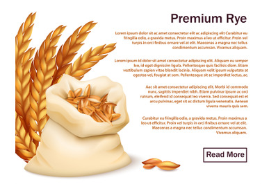 Realistic rye, ears and grains isolated on white background. Premium r