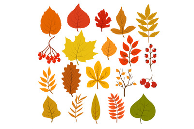 Golden and red autumn leaves, brunches and berries. Fall leaf vector c