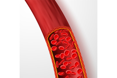 Human blood vessel with red blood cells. Blood vein with macro erythro