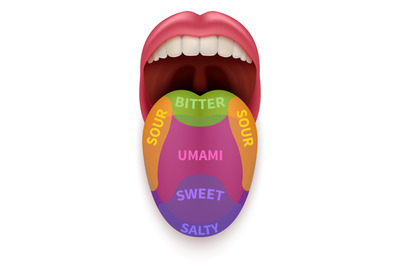 Realistic tongue with basic taste areas. Tasting map in human mouth sw