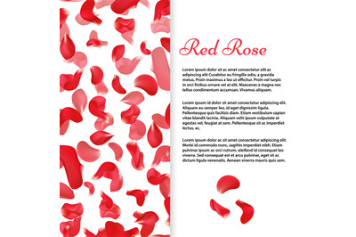 Red rose petals banner or flyer vector template