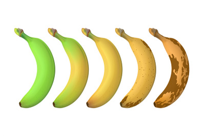 Banana fruit ripeness levels from green underripe to brown rotten. Vec